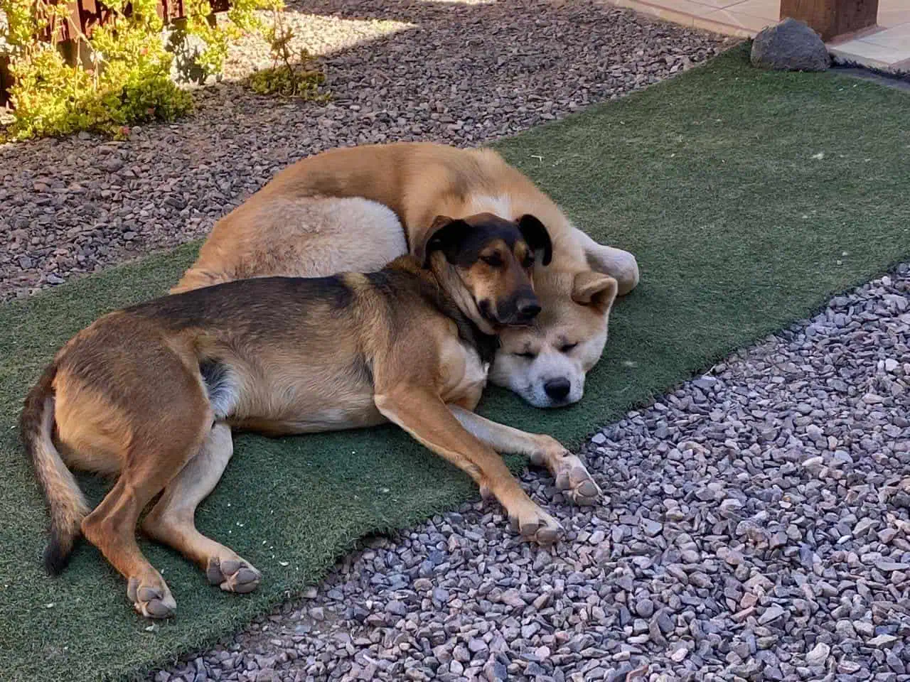 Dos perros durmiendo apoyados uno en el otro